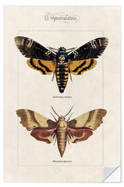 Wall sticker Death's Head hawkmoth and oak hawkmoth