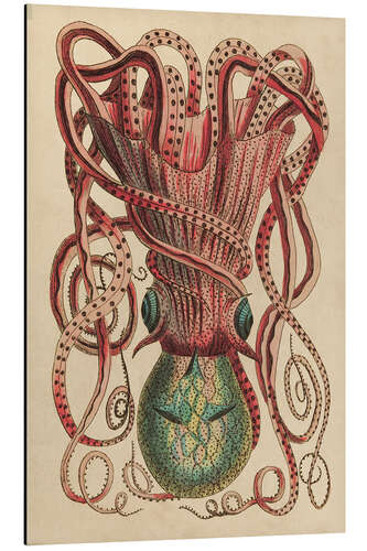 Stampa su alluminio Octopus, Octopus vulgaris