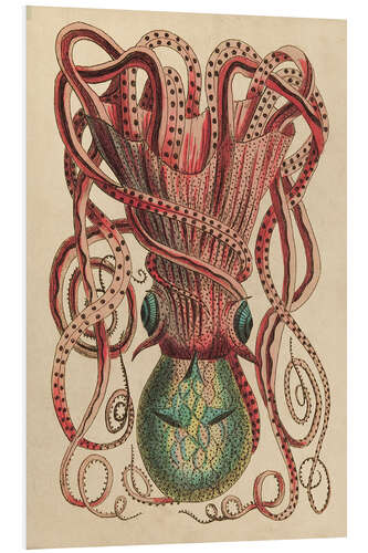 Foam board print Octopus, Octopus vulgaris