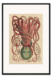 Gerahmter Kunstdruck Krake, Octopus vulgaris