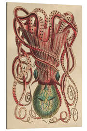 Gallery print Octopus, Octopus vulgaris