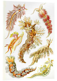 Obraz na szkle akrylowym Nagoskrzelne, Nudibranchia (fragment, Kunstformen der Natur, 1899) - Ernst Haeckel
