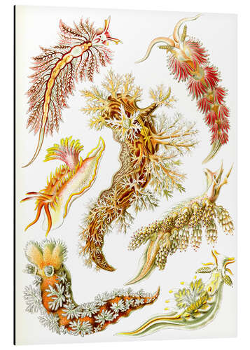 Cuadro de aluminio Babosas de mar, Nudibranchia (detalle, Obras de arte de la naturaleza, 1899)