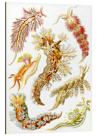 Cuadro de aluminio Babosas de mar, Nudibranchia (detalle, Obras de arte de la naturaleza, 1899) - Ernst Haeckel