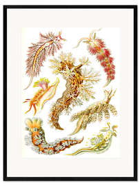 Gerahmter Kunstdruck Nacktkiemer, Nudibranchia (Detail, Kunstformen der Natur, 1899) - Ernst Haeckel