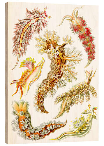 Obraz na drewnie Nagoskrzelne, Nudibranchia (fragment, Kunstformen der Natur, 1899)