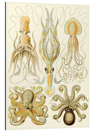 Magnettafel Kopffüßer, Gamochonia - Kunstformen der Natur, 1899