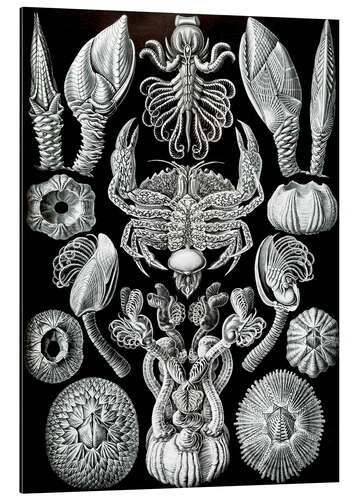 Tableau en aluminium Cirripèdes, Cirripedia (Formes artistiques de la nature, 1899)