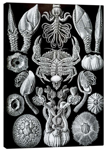 Quadro em tela Cirrípedes, Cirripedia (Formas de arte da natureza, 1899)