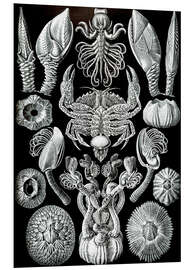 Foam board print Barnacles, Cirripedia (Art Forms in Nature, 1899)