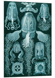 Foam board print Box jellyfish, Cubomedusae (Art Forms in Nature, 1899)