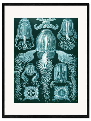 Stampa artistica con cornice Cubomeduse, Cubomedusae (Le forme d'arte della natura, 1899)