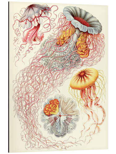 Alubild Semaeostomiden, Discomedusae - Kunstformen der Natur, 1899 II