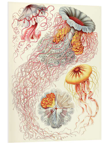 Quadro em PVC Scyphozoa, Discomedusae (Formas de arte da natureza, 1899) II