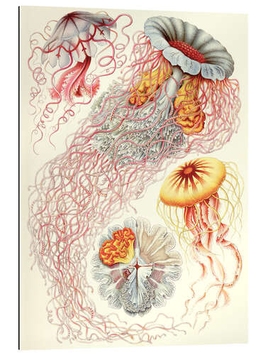 Gallery print Semaeostomids, Discomedusae - Art Forms in Nature, 1899 II