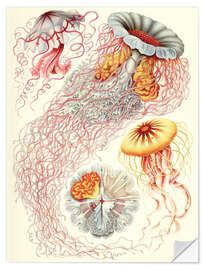 Wall sticker Semaeostomids, Discomedusae - Art Forms in Nature, 1899 II