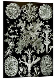 Aluminium print Lichens, Lichenes (Art Forms of Nature, 1899)