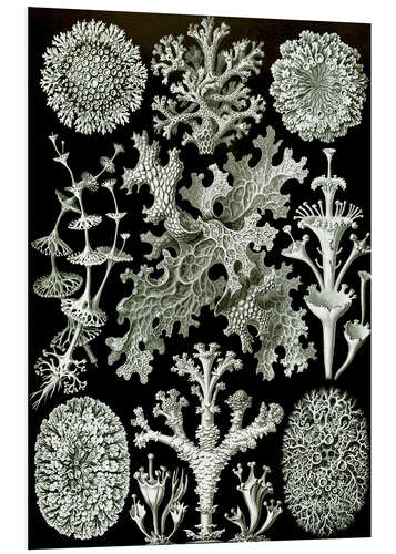 Foam board print Lichens, Lichenes (Art Forms of Nature, 1899)