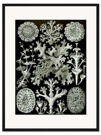 Gerahmter Kunstdruck Flechten, Lichenes (Kunstformen der Natur, 1899)