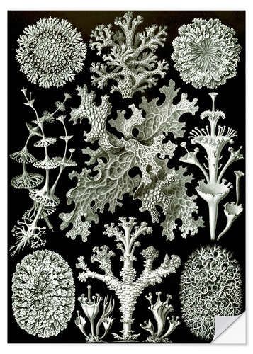 Wall sticker Lichens, Lichenes (Art Forms of Nature, 1899)