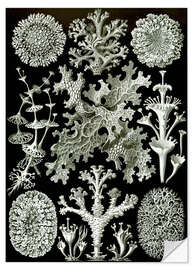 Wall sticker Lichens, Lichenes (Art Forms of Nature, 1899)