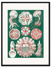 Gerahmter Kunstdruck Quallen, Discomedusae (Kunstformen der Natur, 1899)