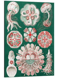 Magnettafel Quallen, Discomedusae (Kunstformen der Natur, 1899)