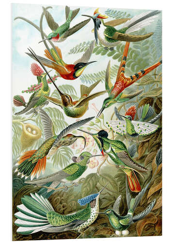 Tableau en PVC Colibris, Trochilidae (Formes artistiques de la nature, 1899)