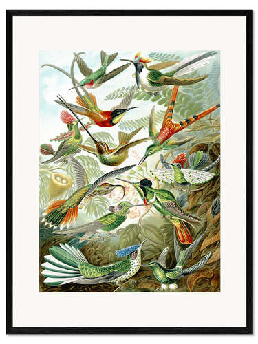 Impresión de arte enmarcada Colibríes, Trochilidae (Obras de arte de la naturaleza, 1899)