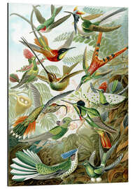 Magnettafel Kolibris, Trochilidae (Kunstformen der Natur, 1899)