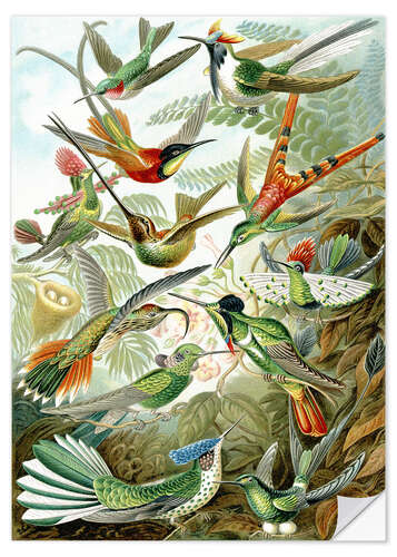 Sticker mural Colibris, Trochilidae (Formes artistiques de la nature, 1899)