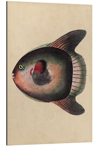 Aluminiumtavla Sunfish, Mola mola