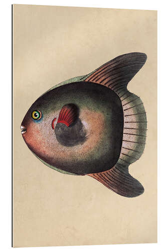 Gallery print Sunfish, Mola mola