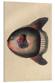 Gallery print Sunfish, Mola mola