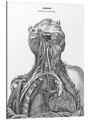 Stampa su alluminio Anatomia del sistema nervoso nel cuore, nel collo e nel braccio