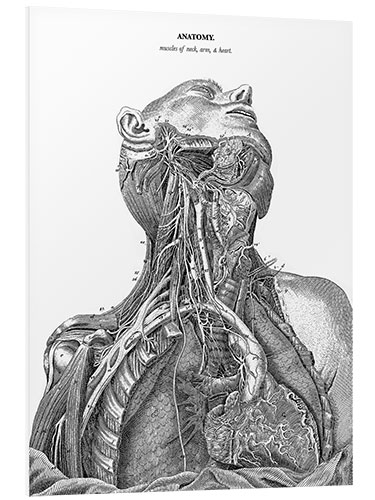 Foam board print Anatomy of the nervous system in the heart, neck and arm