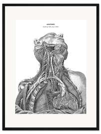 Gerahmter Kunstdruck Anatomie des Nervensystems im Herzen, Hals und Arm