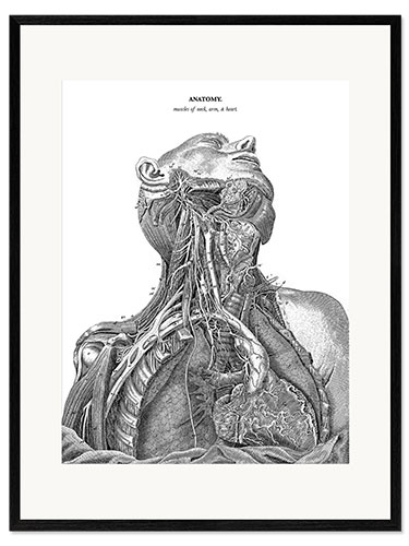 Stampa artistica con cornice Anatomia del sistema nervoso nel cuore, nel collo e nel braccio