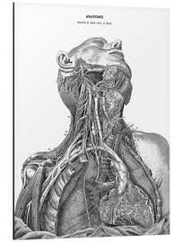 Magnettafel Anatomie des Nervensystems im Herzen, Hals und Arm