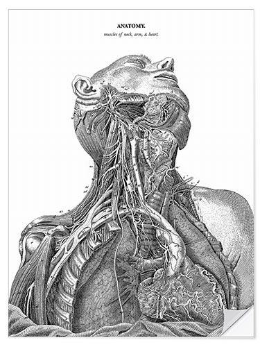 Selvklebende plakat Anatomi av nervesystemet i hjertet, nakken og armen
