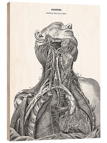 Hout print Anatomy of the nervous system in the heart, neck and arm