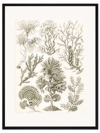 Gerahmter Kunstdruck Brauntang, Fucoideae (Kunstformen der Natur, 1899)