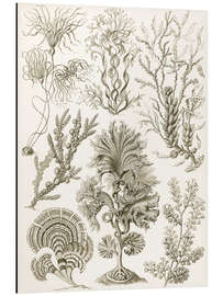 Magnettafel Brauntang, Fucoideae (Kunstformen der Natur, 1899)