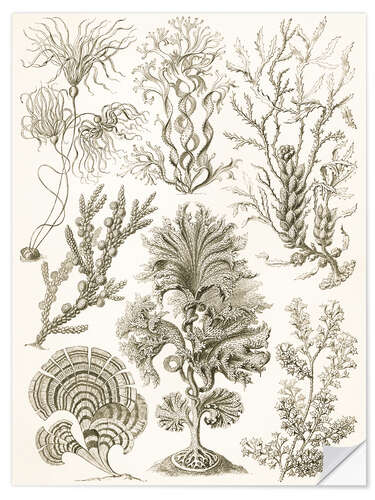 Sisustustarra Ruskolevät, Fucoideae (Art Forms in Nature, 1899)