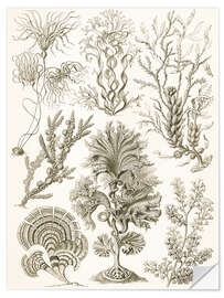 Wall sticker Brown algae, Fucoideae (Art Forms in Nature, 1899)