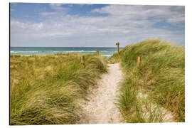 Cuadro de aluminio Path in the dunes on the German Baltic Sea