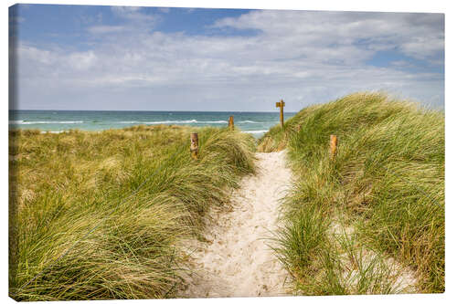 Lerretsbilde Path in the dunes on the German Baltic Sea