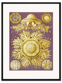 Gerahmter Kunstdruck Toreuma, Discomedusae (Kunstformen der Natur, 1899)