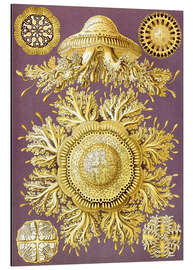 Magnettafel Toreuma, Discomedusae (Kunstformen der Natur, 1899)