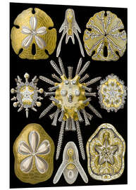 Hartschaumbild Seeigel, Echinoidea (Kunstformen der Natur, 1899)